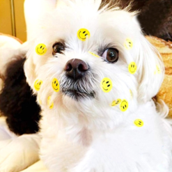 Vélo Original Rouleau De 50 Stickers SMILEY Pour Sécurité Enfant à Vélo -Sonnettes et klaxons pour vélo Soldes rouleau de 50 stickers smiley pour securite enfant a velo 2